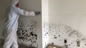 A DryMetrics mold expert assessing a black mold job in Orlando, FL